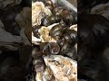 Oyster cleaning machine for multiple purposes Clean in place without residues#生蚝清洗机