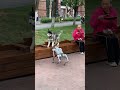 🐕The first time I encountered the initiative to declare war🤣 #robotdog #Husky #reaction