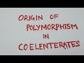 Origin of Polymorphism in Coelenterates #nep2020 #graduation 
