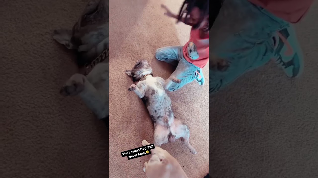 French Bulldog Playing Dead 