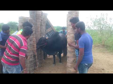 Jallikkattu Mudakathan Mani Coaching Video