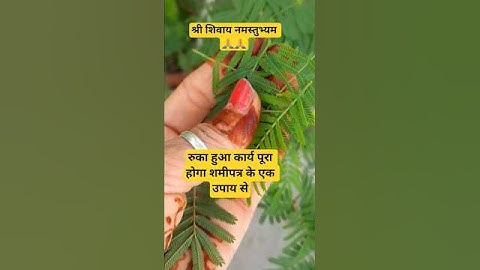 रुका हुआ कार्य होगा पूरा शमी पत्र के एक उपाय से #pandit_pradeep_ji_mishra #shortsviral #shortfeed