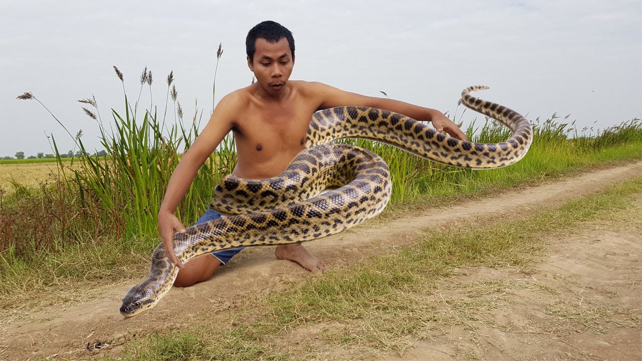 Amazing Fishing Many Snakes Were Caught By a Farmer YouTube