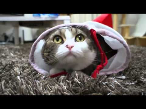 Cats Compilation  podborka  kollekciya smeshnyh video s kotami  Prikol'naya video narezka s kotami