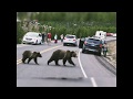 BEAR CHASE