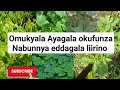 Omukyala Nga Wagaziwa Nabunnya Eddagala Liirino Elifunza Naawe Eyaakamala Okuzaala Lyekwaate 