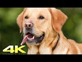 Labrador Dogs 4k Video #WorldNatureHD