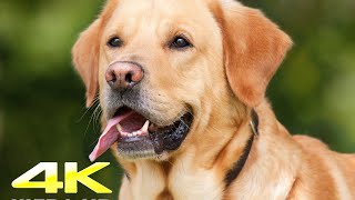 Labrador Dogs 4k Video #WorldNatureHD