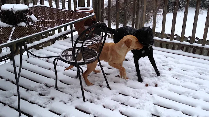 Edo's first snow