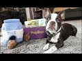 Zuko the Boston Terrier Puppy unboxes a PUP BOX