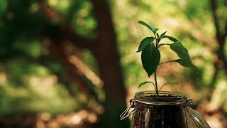 THE SEED | Inspirational Short Film
“Once the seed of faith takes root, it cannot be blown away, even by the strongest wind – Now that’s a blessing.”
— Rumi