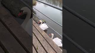 Kuğulara Bakın Ne Kadar Güzeller