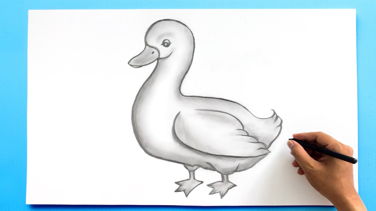 Duck Drawing Images  Browse 109652 Stock Photos Vectors and Video   Adobe Stock