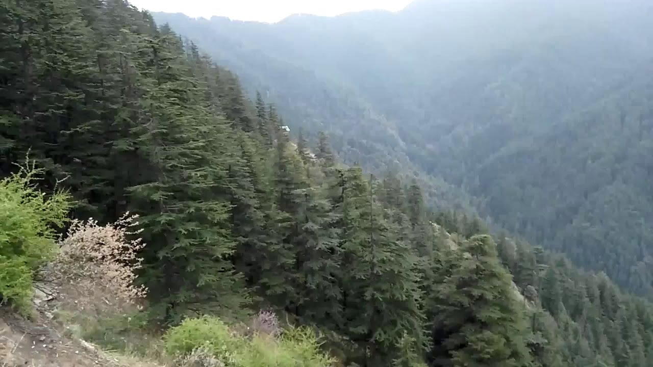 Green Valley , shimla hills that are covered with dense forests of