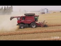 Canola Harvest 2017 Bruno Saskatchewan Canada