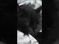 This Black Cat Is SO Cute - Happy...