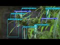 Precision Data Annotation for Cannabis Plant Detection | Wisepl AI Services | Computer Vision & ML