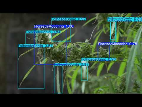 Precision Data Annotation for Cannabis Plant Detection | Wisepl AI Services | Computer Vision & ML
