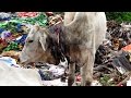 Dramatic rescue of injured calf from garbage dump in india