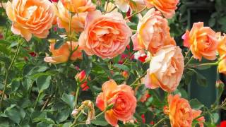 Stunning colorful roses and most beautiful flower garden compilation  with relaxing music - 4K screenshot 2