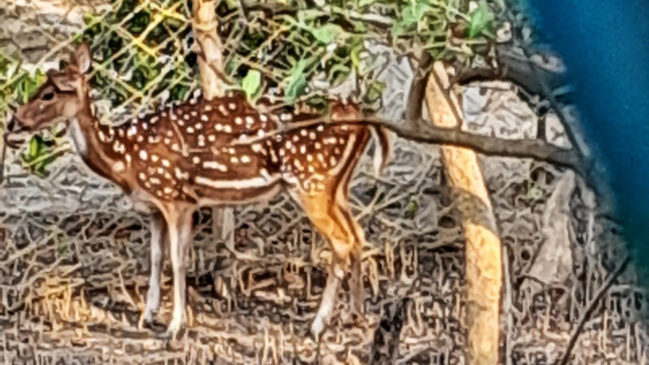 SUNDARBAN(Joygopalpur gram  bikash Kendra)