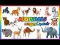 Mammals Names for kids/பாலூட்டிகள் பெயர்கள் #mammalsnameforkids 
