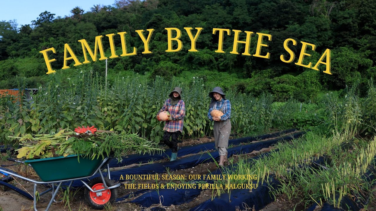 Щедрый сезон 🌶️ Семейный сбор перца & дождливый день с «картофельным перилла кальгуксу»