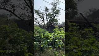 Coorg Tour Plan and Budget | Detailed A-Z Coorg Travel Guide | Places to visit in Coorg Karnataka