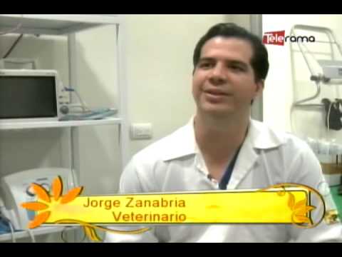 Cuidado de mascotas en el frio