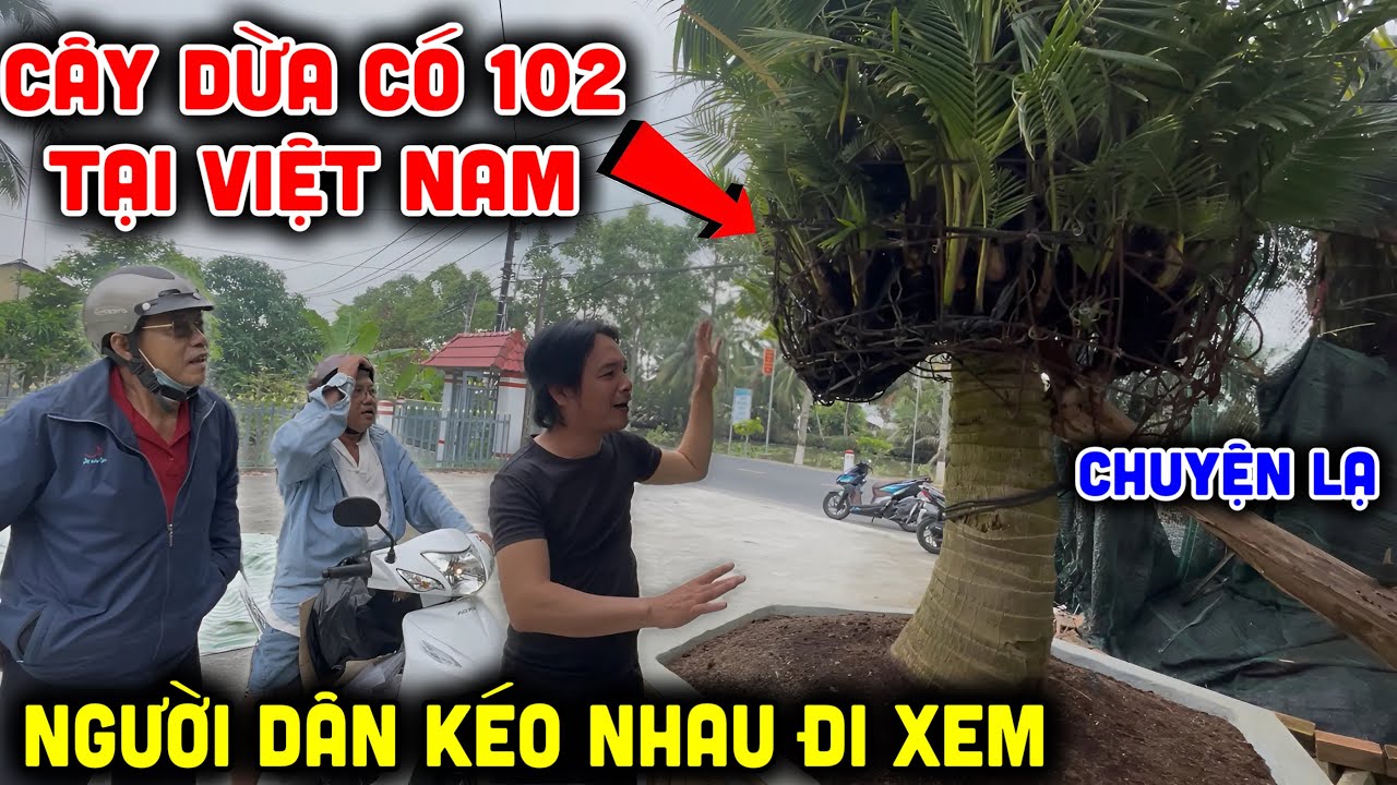 Chuyện lạ “Cây Dừa Mọc Hơn 100 Đọt” người dân ùn ùn kéo nhau đi xem Ở Kiên Giang