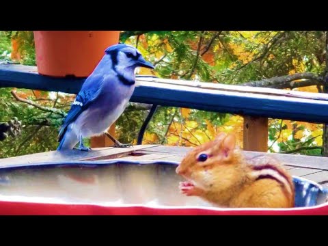 덩치 큰 블루제이를 두려워하지 않는 다람쥐 Chipmunk Is Not Afraid Of <strong>Good</strong> Looking <strong>Blue</strong> jay