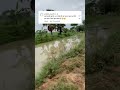 होम गार्ड डूब गया है भाई #sorts #armypolice #bihar #comedy