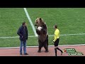 Медведь на футбольном поле