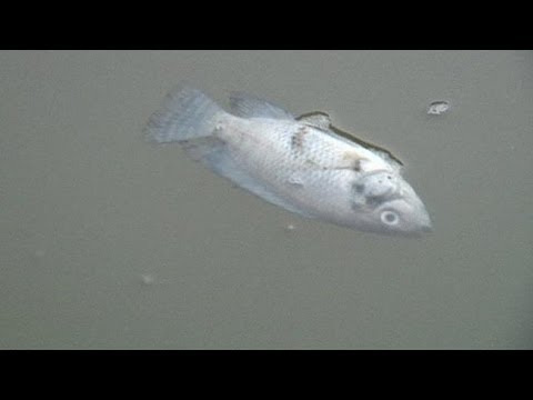 Vidéo: L'eau D'égout S'est Infiltrée Dans Le Lac Ermoshkino