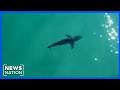 How to protect yourself from shark attacks this summer | Jesse Weber Live
