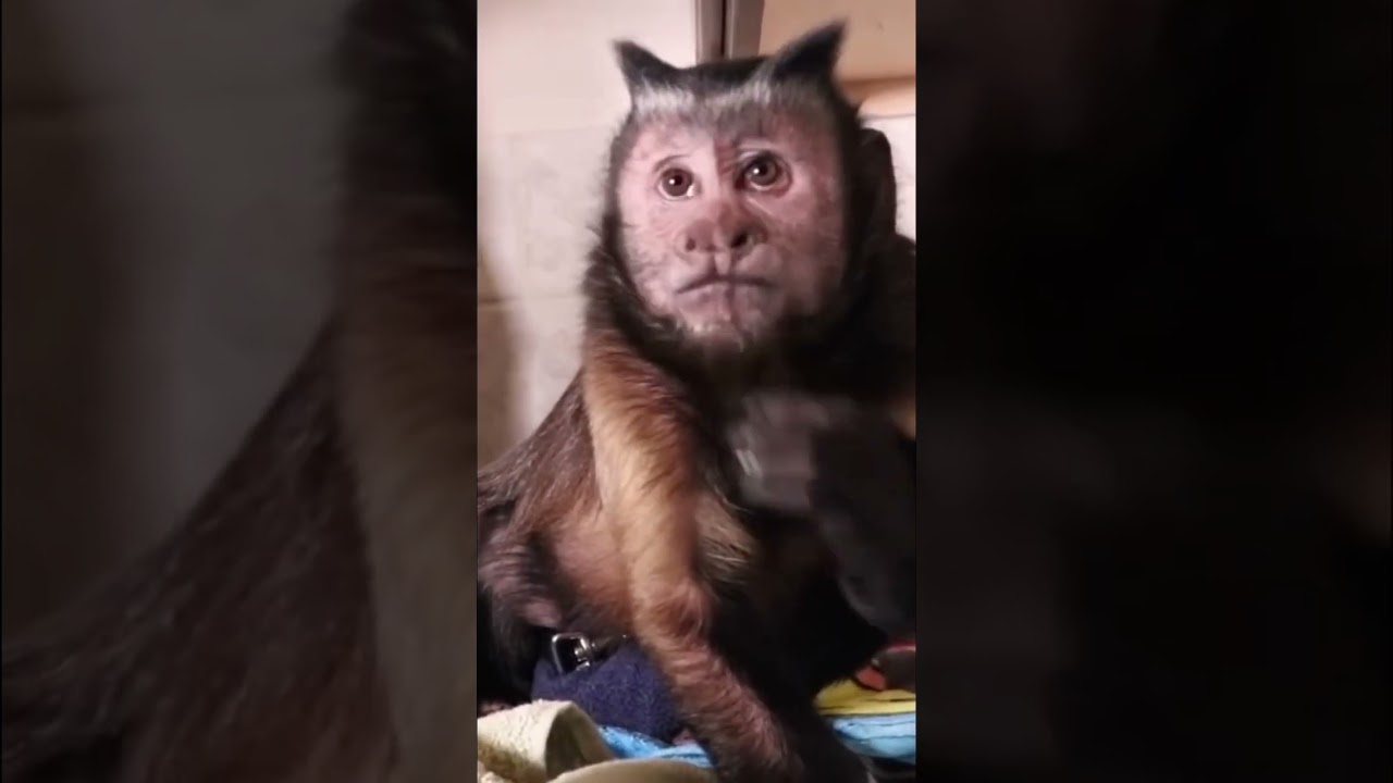 Monkey LOVES ice pops 