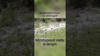 Cardboard house vs wind gust #weather #windspeed #wind #windgusts #nature #grass #dirt