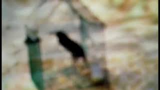 Suabnoog.dablaug.seevkho.siabheevli1542023