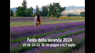 Festa della lavanda Assisi IL LAVANDETO