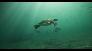 Climate change | Certina Swiss watches x Sea Turtle Conservancy