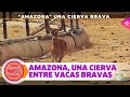 Amazona, una cierva que vive entre vacas bravas