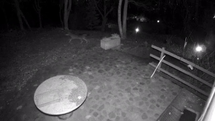 Un lupo nel cortile di una casa a Poggio Ferrato