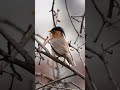 Brahminy Myna