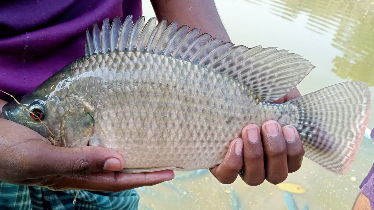 Tilapia Fish Farming।How to Feed Momosex Tilapia। Tilapia Fish Market