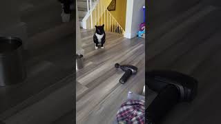 grumpy tux doesn't like massage gun
