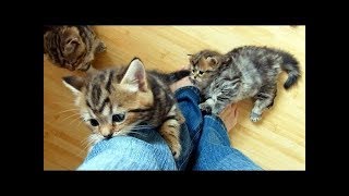 Cute Kittens Climbing On People Compilation 2018 [NEW] by TheCutenessCode 3,415 views 5 years ago 1 minute, 55 seconds