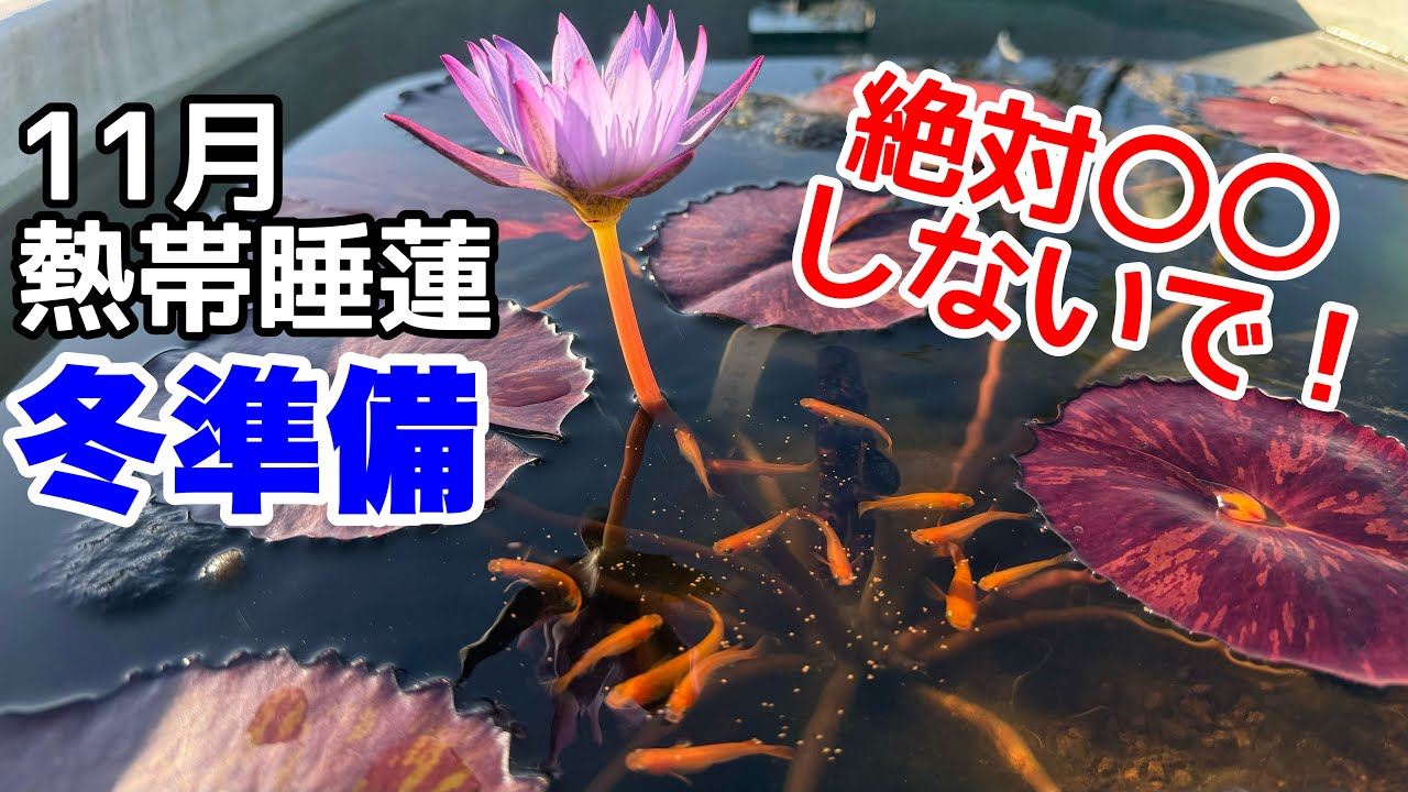 Preparations for overwintering tropical water lilies in November