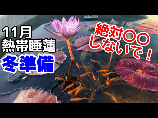 蓮の種と葉と、そしててんとう虫 Water23 Preparations for 蓮の種と葉と、そしててんとう虫 Water23 Preparations for
