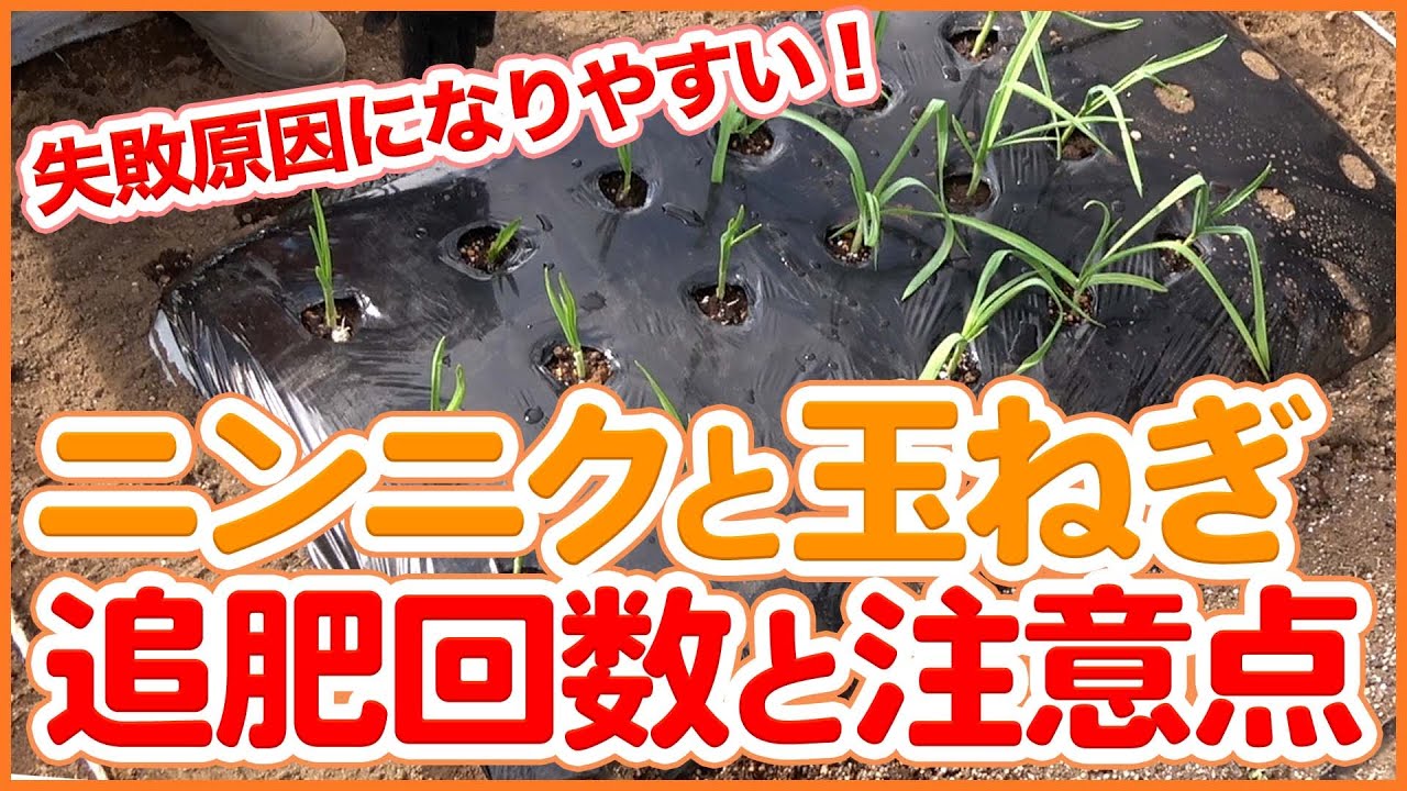 家庭菜園や農園のニンニク栽培と玉ねぎ栽培はこれを守って成功率アップ！追肥回数と注意点を徹底解説！/Tips for fertilizing garlic and onions.