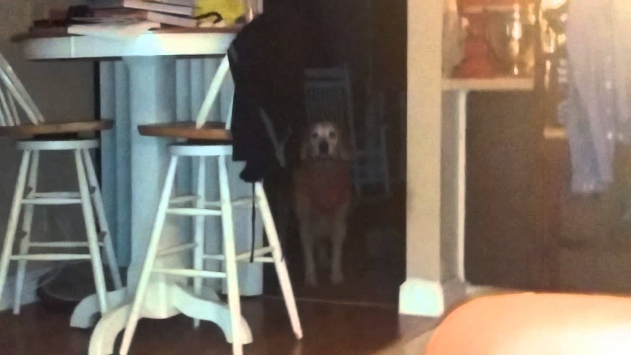 Homer thinks the door is closed. YouTube